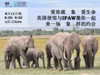 英国使馆与IFAW邀你来一场“象”样的约会-红豆Live直播