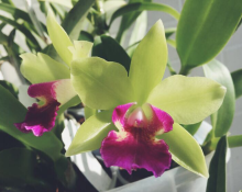 说说年宵花
