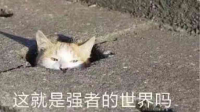 #星座诊疗室##土元素#时代,用月亮星座活得舒服些。-KilaKila直播