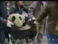 加班!-红豆Live直播