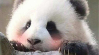 各瓜入各口,不吃你就走,千万别强求-红豆Live直播