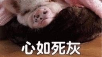 野鸡可能再也不想来泰国了-KilaKila直播