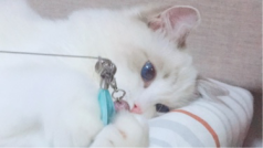 再不zhibo