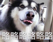 啊,啊,啊-红豆Live直播