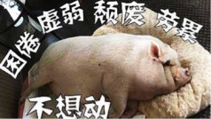 手机躺播一小时
