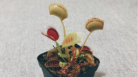 养捕蝇草的第二天。活的很好!-KilaKila直播