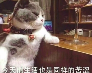 这样-红豆Live直播