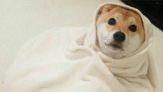 刚睡醒•́ωก