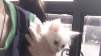 做 我 的 猫 ฅ-KilaKila直播