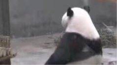 冷自闭了