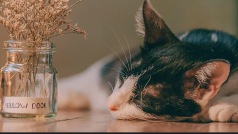嘘~做你的猫