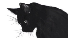 黑猫暖男塔罗师