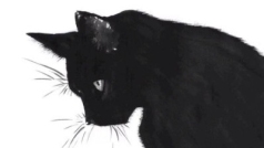 黑猫暖男塔罗师