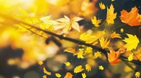 秋风萧瑟🍂-KilaKila直播