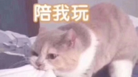 晚上好-KilaKila直播