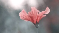 你是人间归途-克拉克拉直播