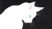 很少有献出小花花的宝贝儿-克拉克拉直播