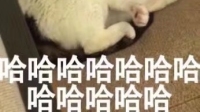 可爱哒糯米糍的直播间-KilaKila直播
