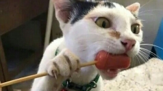 吹会乐器吧
