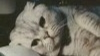 🐱只是一只猫-KilaKila直播
