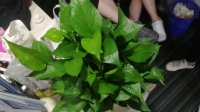 黄牛头的直播间-KilaKila直播