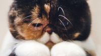 懒癌怪😼的直播间-KilaKila直播