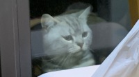 你是熊还是猫的直播间-克拉克拉直播