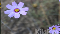 退步分子的直播间-KilaKila直播