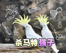 关于杀家的那些事